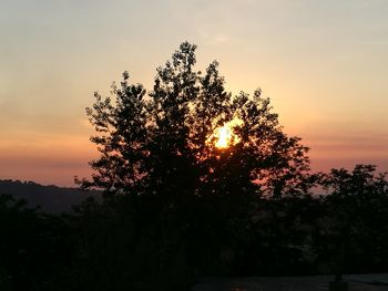 Low angle view of silhouette trees against sky during sunset