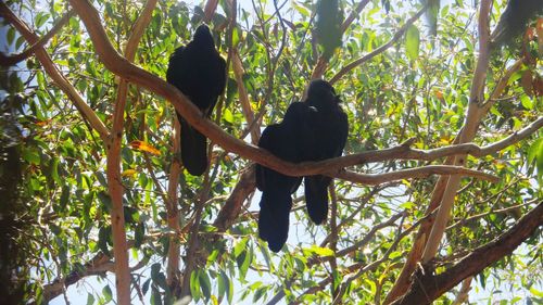 Low angle view of monkey sitting on tree in forest