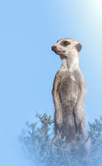 Low angle view of giraffe standing on rock against sky