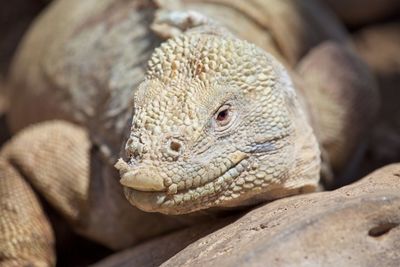 Closeup head on portrait of galápagos land iguana conolophus subcristatus resting galapagos islands. 