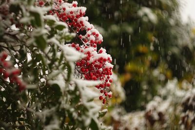Close-up of red berries on plant