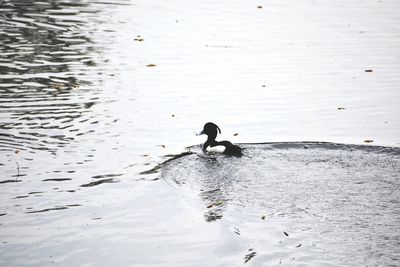 Swan swimming on lake