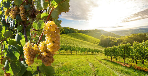 Grapes in vineyard against sky