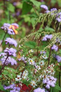 Close-up of purple flowers