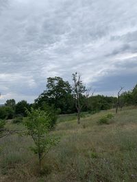 Trees on field against sky