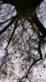 Low angle view of flowering tree against sky