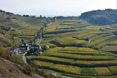 Scenic view of agricultural field against sky