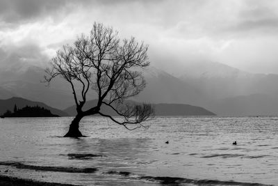 Bare tree on mountain against sky