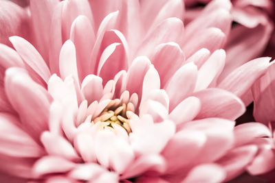 Close-up of white daisy flowers