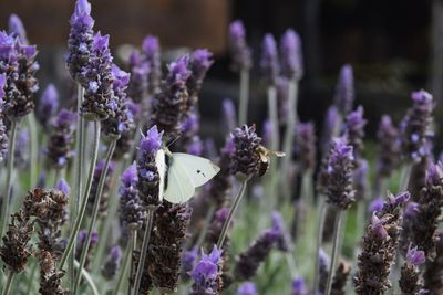 Close-up of butterfly on lavender flowers