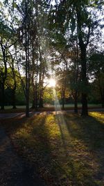 Trees in sunlight