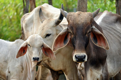 Portrait of cows