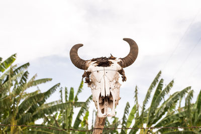 Bull skull over plants against sky