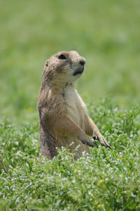 Prairie dog in a field of green grass