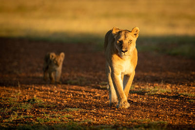 Lioness with cub walking on land