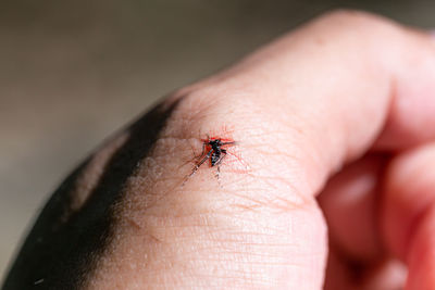 Close-up of insect on hand