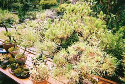 High angle view of plants