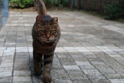 Portrait of cat on footpath