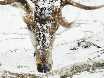 Close-up of icicles on snow covered land