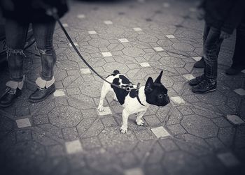 Low section of people with dog on street