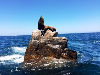 Seals sitting on rock in sea against sky