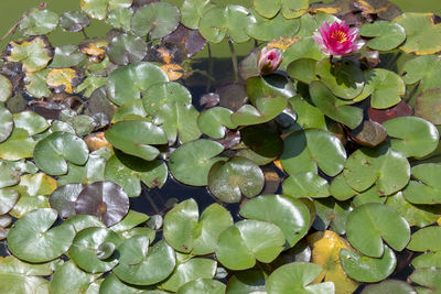 A lotus water lily in a pond. ragusa ibla