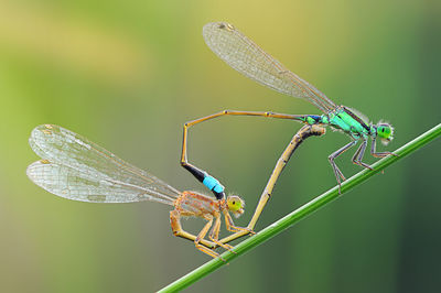 Close-up of dragonfly on leaf