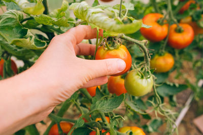 Cropped hand of woman holding tomatoes