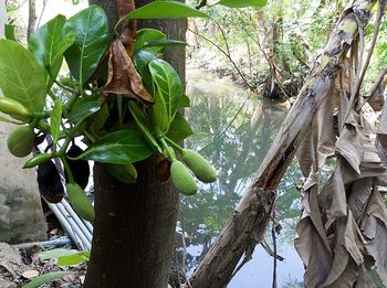 Close-up of tree