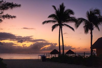 Palm trees at sunset