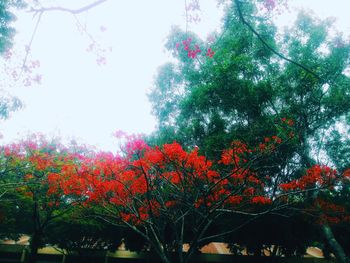 Low angle view of flowers on tree