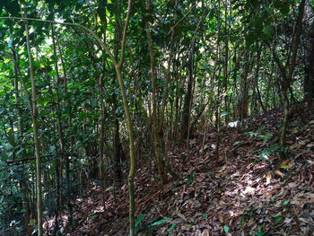 View of trees in forest