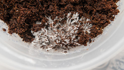 High angle view of ice cream in glass