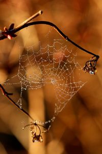 Close-up of spider on web