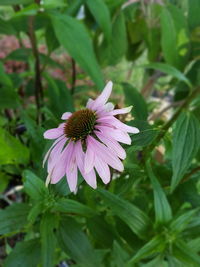 Close-up of purple coneflower blooming outdoors