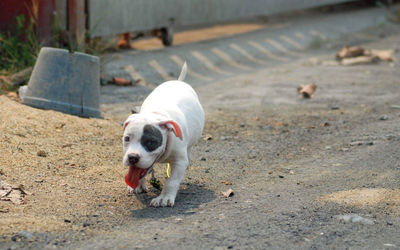 White dog walking on floor