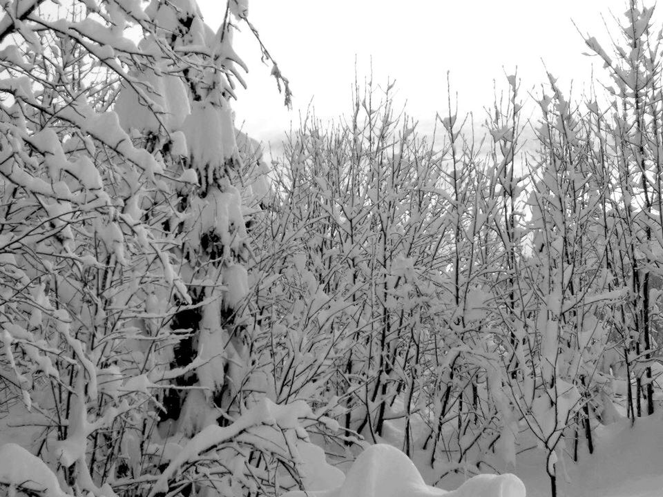 snow, winter, cold temperature, season, weather, tree, covering, frozen, nature, tranquility, white color, beauty in nature, covered, tranquil scene, landscape, branch, snow covered, scenics, field, growth