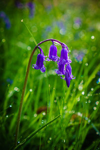 Close-up of purple flower blooming outdoors