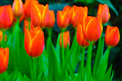 Close-up of tulips blooming outdoors