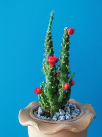 Close-up of succulent plant against blue background