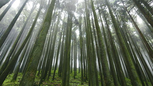 Low angle view of bamboo trees in forest