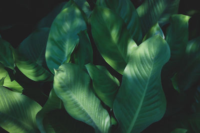 Full frame shot of leaves