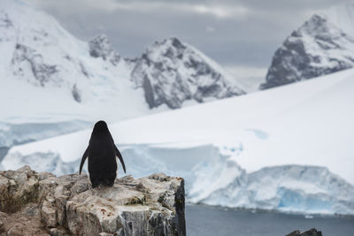 Rear view of penguin on rock against snowcapped mountains