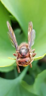 Close-up of insect on flower