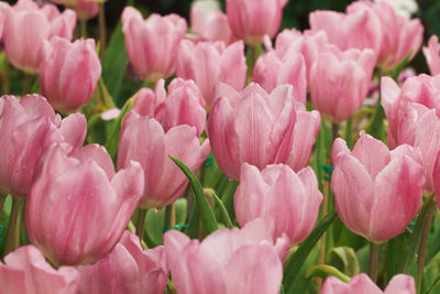 Close-up of pink tulips