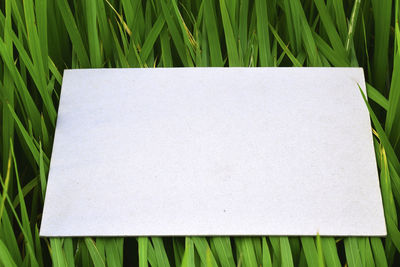 Directly above shot of white paper on plant