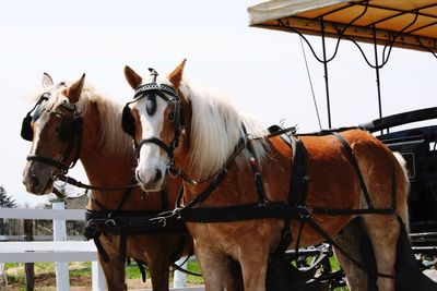 Horses on horse cart against sky