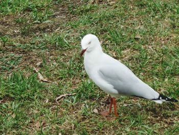 High angle view of seagull on field