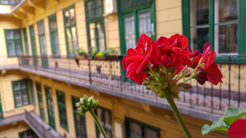 Close-up of flowers in balcony