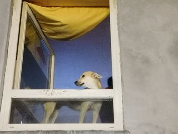 Low angle view of dog looking through window